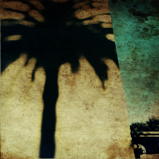 journal photo ombre de palmier